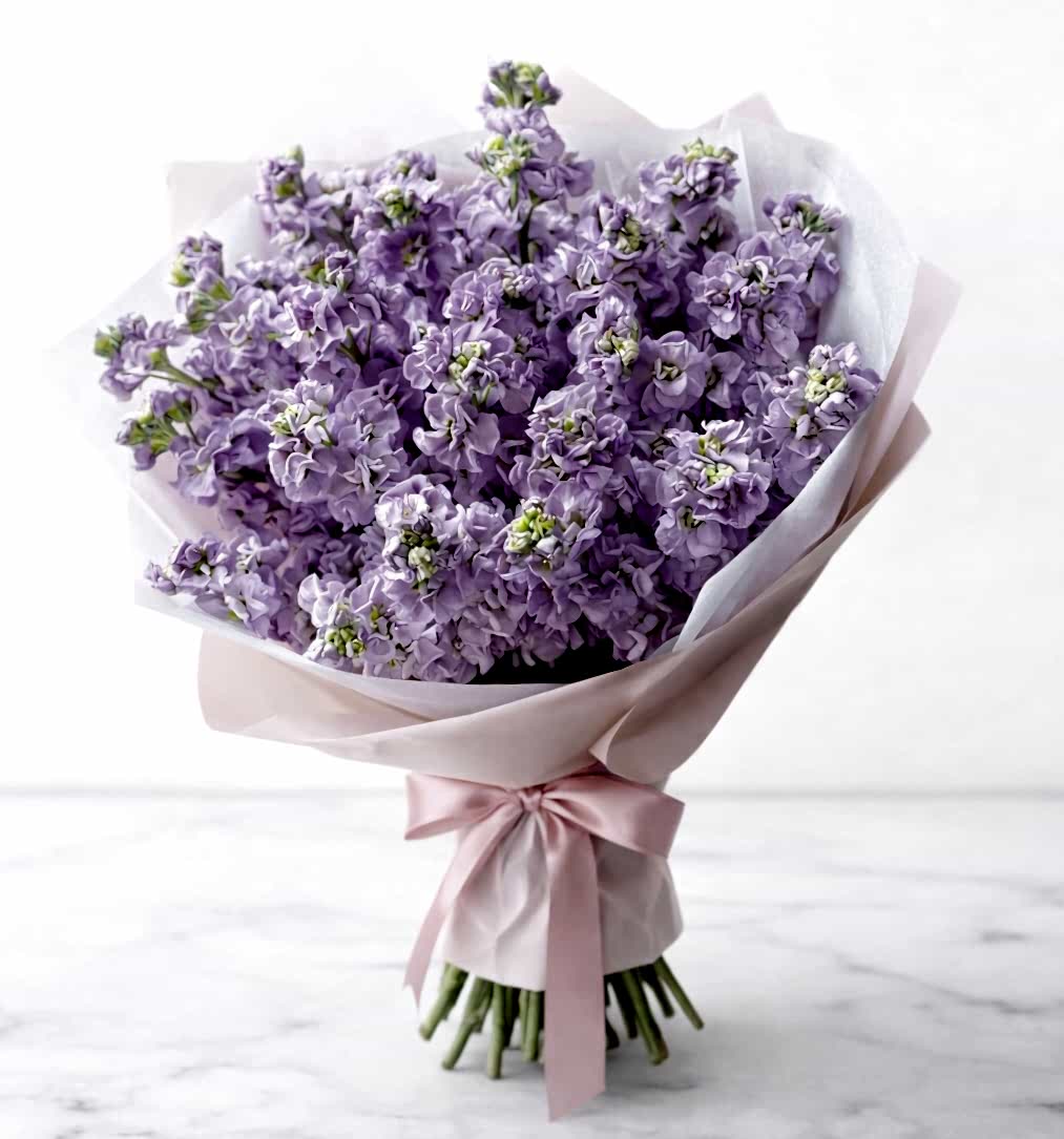 21 Lila Matthiola Bouquet - Product image