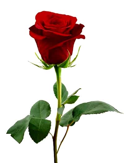 Red Roses
