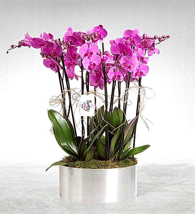 10 Purple Orchid - Congratulations Flowers