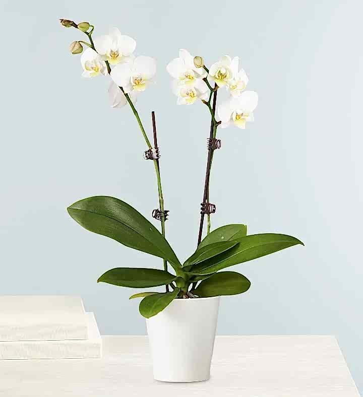White orchids plant White orchids plant - Orchids Plants