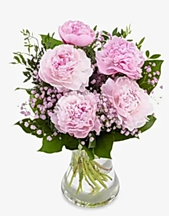 5 pink Peony - Peony