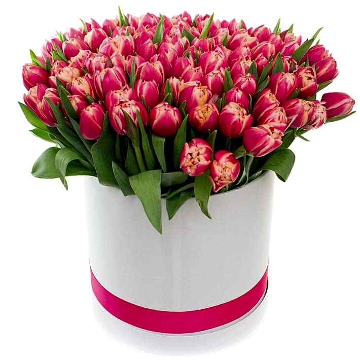 75 Pink Tulips in Box - Tulips