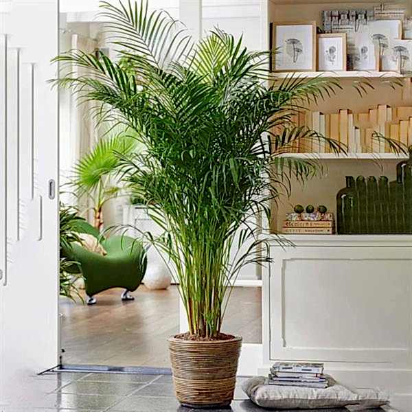 Areca palm - Congratulations Flowers