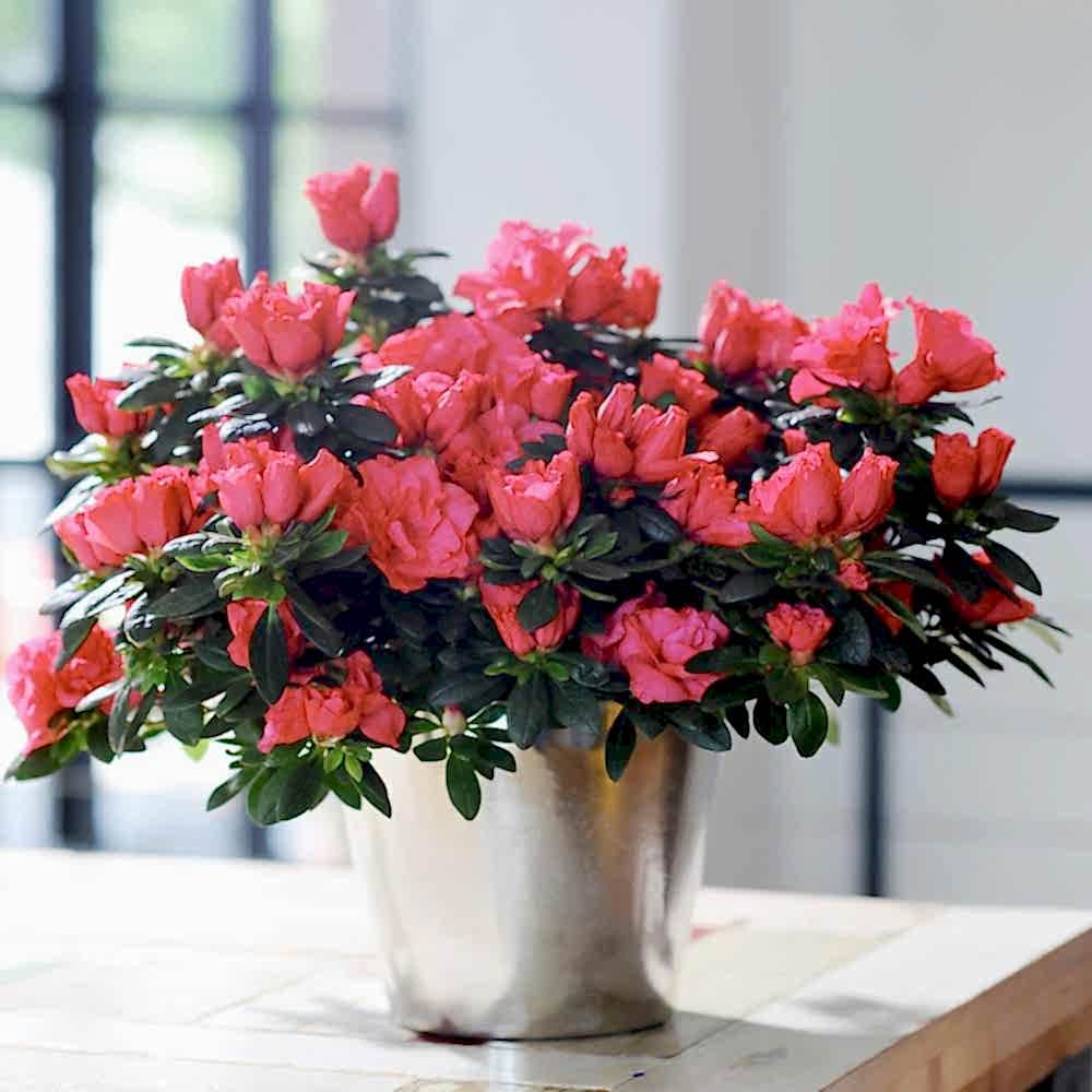 Hot Pink Azalea Plant - Plants
