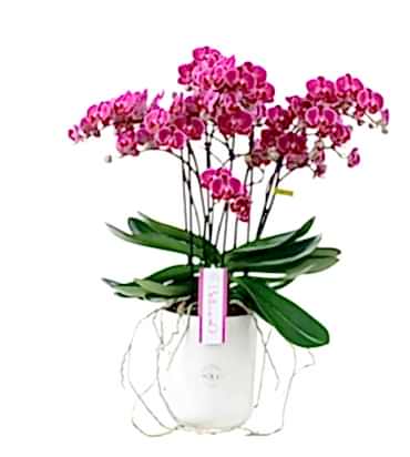 Bellisimo Orchid Plant - Orchids Plants
