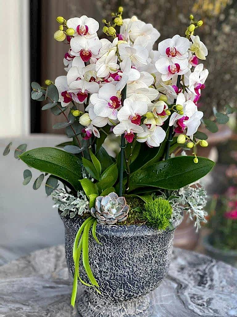 Belissimo pink white Bakı - Orchids Plants