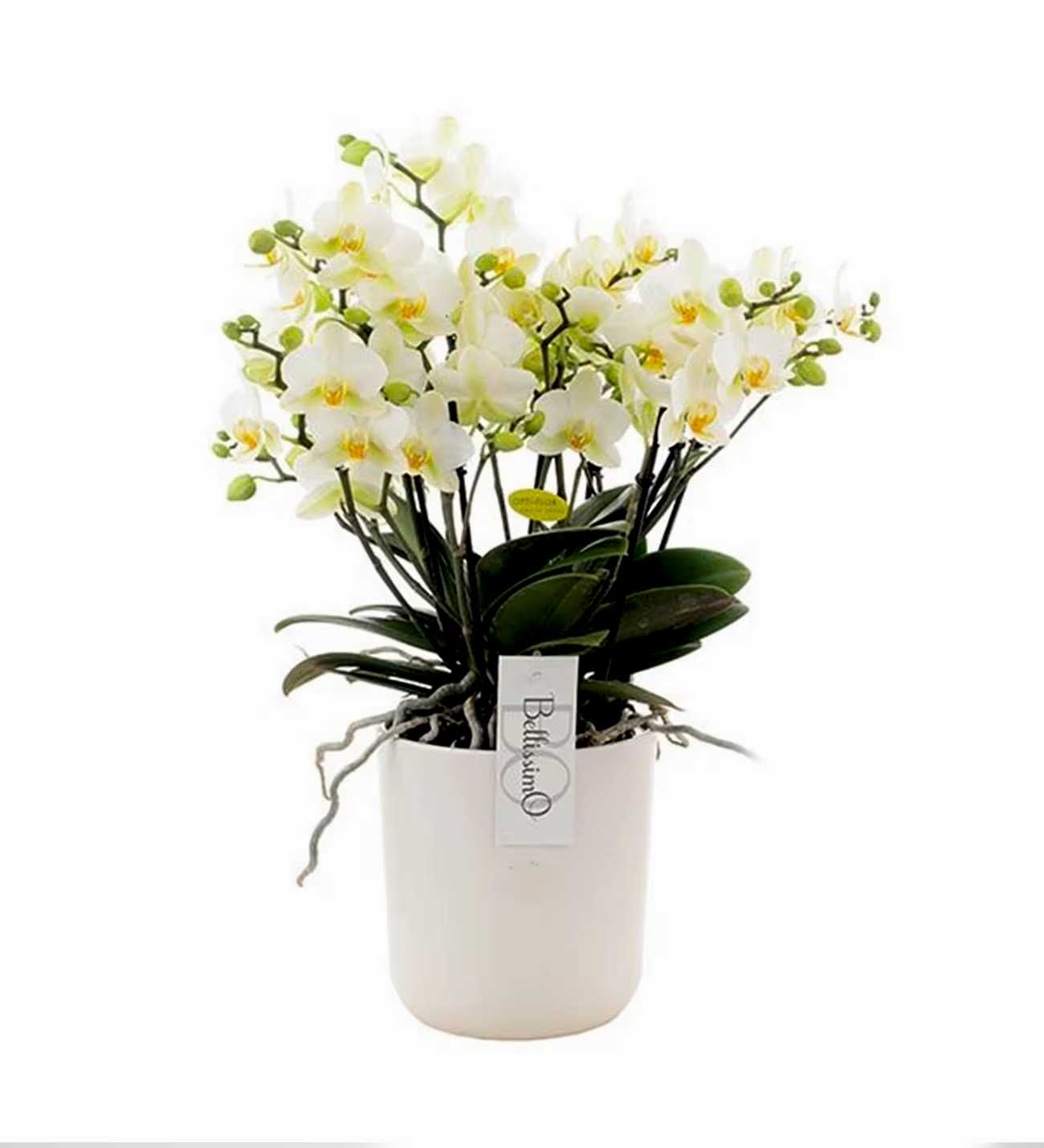White color Bellisimo Orchids - Congratulations Flowers