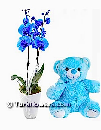 Blue orchid baby flower - Congratulations Flowers