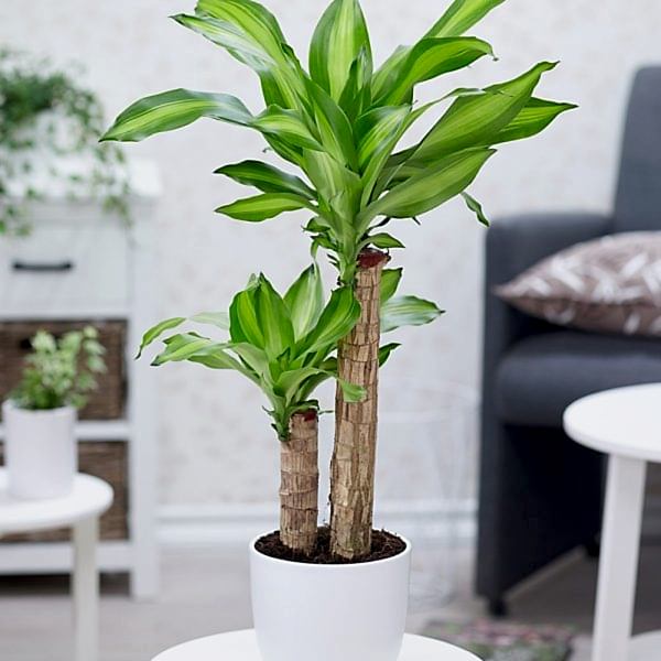 2 st Dracaena Massangeana - Plants