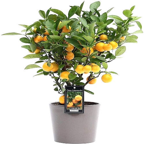 Calamondin Citrus plant - Congratulations Flowers
