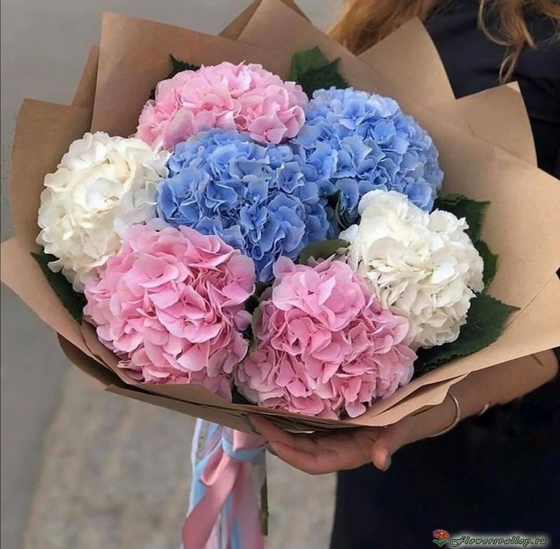 Mixed Hydrangea Bouquet - Hydrangea Flowers