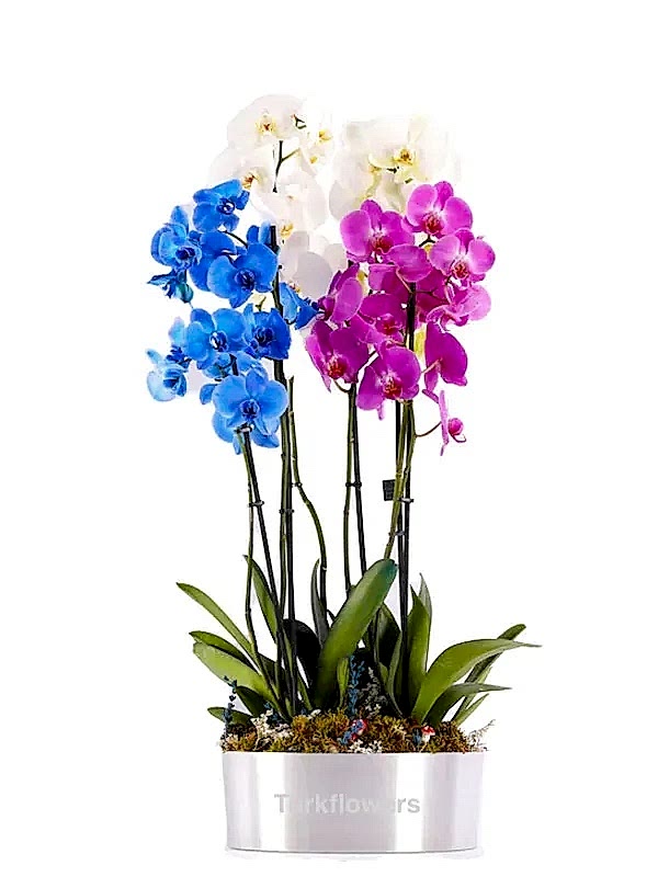 Mix orchids Plant - Congratulations Flowers