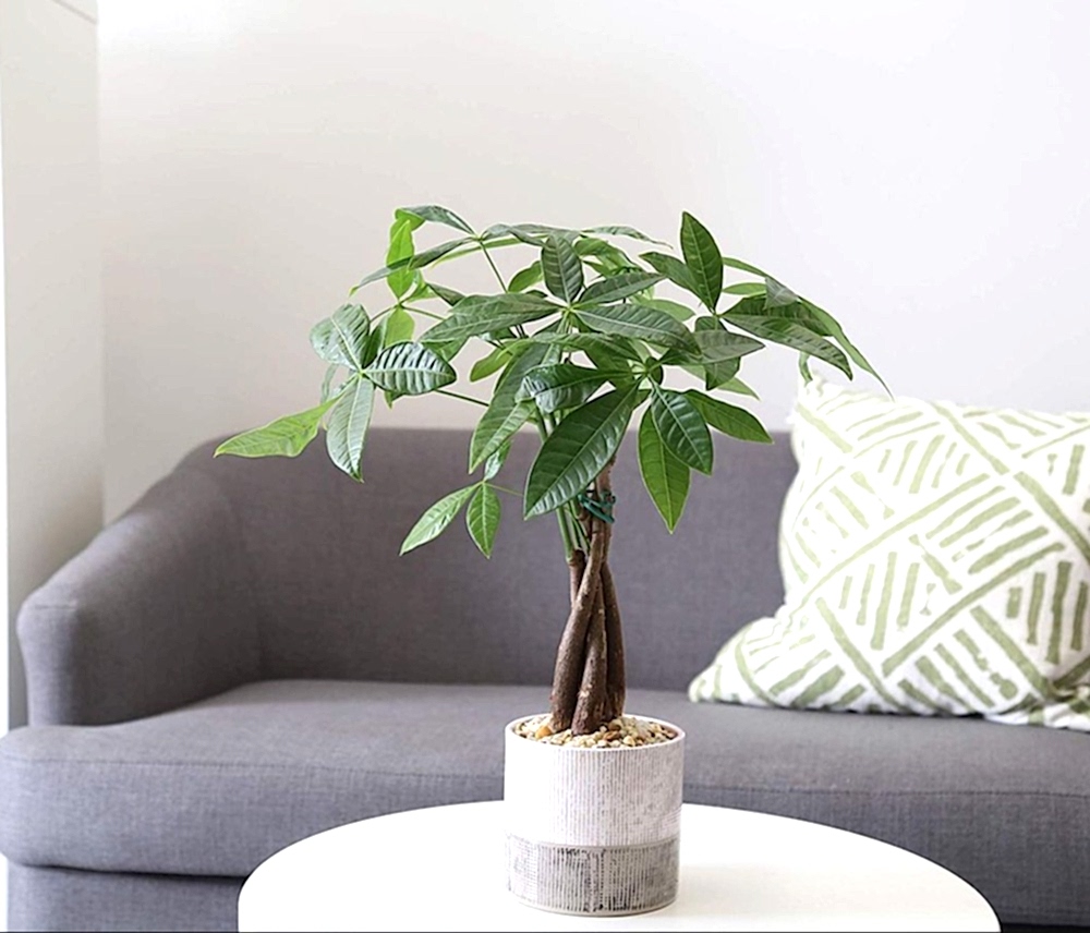 Money Tree Plant - Plants