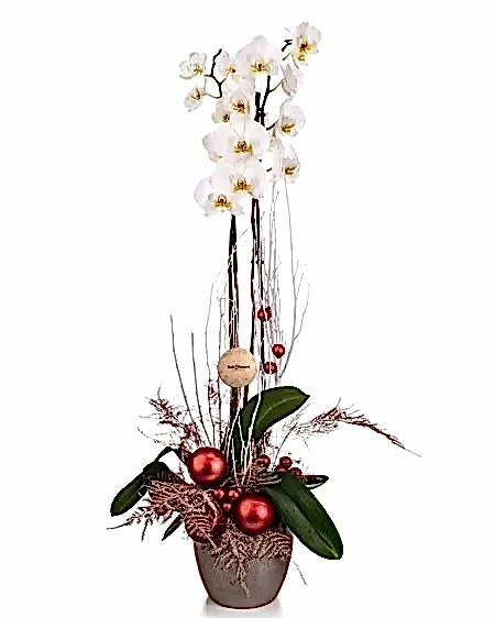 New Year Orchid Plant - Orchids Plants