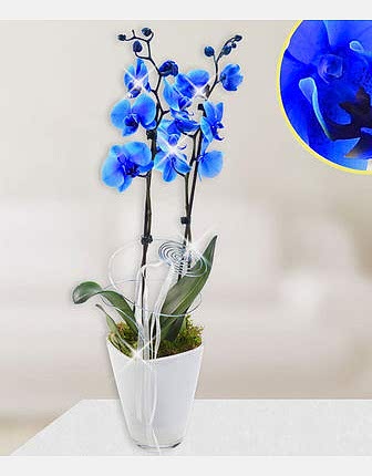 ORCHID PHALAENOPSIS BLUE - Congratulations Flowers