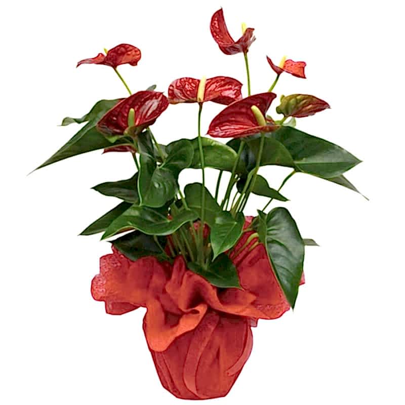 Interior Plant - Anthurium red - Congratulations Flowers