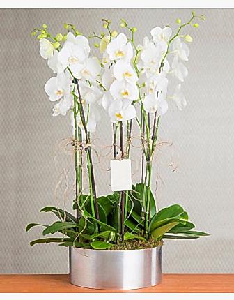 8 Branches White orchid - Congratulations Flowers