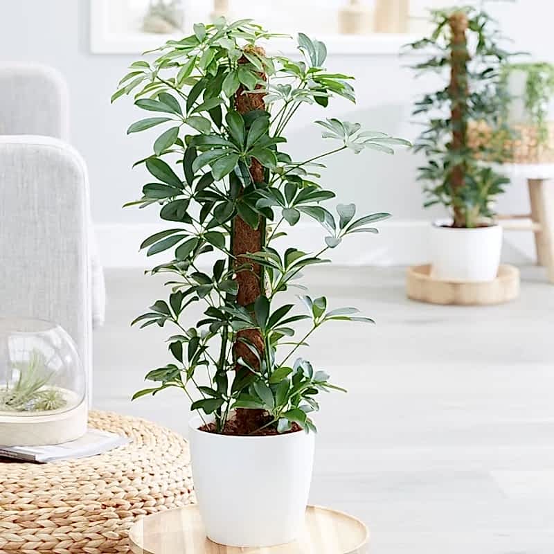 Schefflera Plant - Congratulations Flowers
