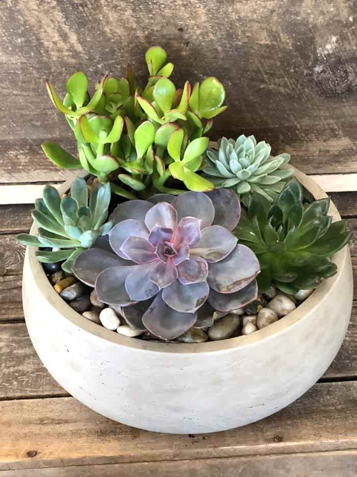 SUCCULENT BOWL - Congratulations Flowers