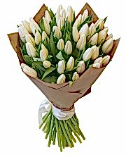 51 White Tulips - Tulips