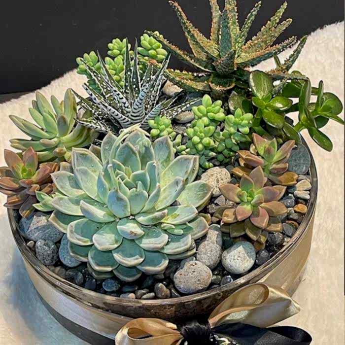 LARGE SUCCULENT - Congratulations Flowers