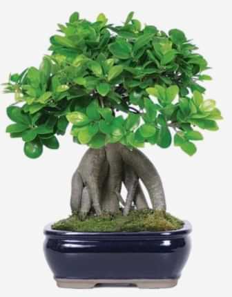 Ginseng Ficus Bonsai - Congratulations Flowers