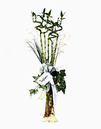 lucky bamboo 5 stem - Congratulations Flowers