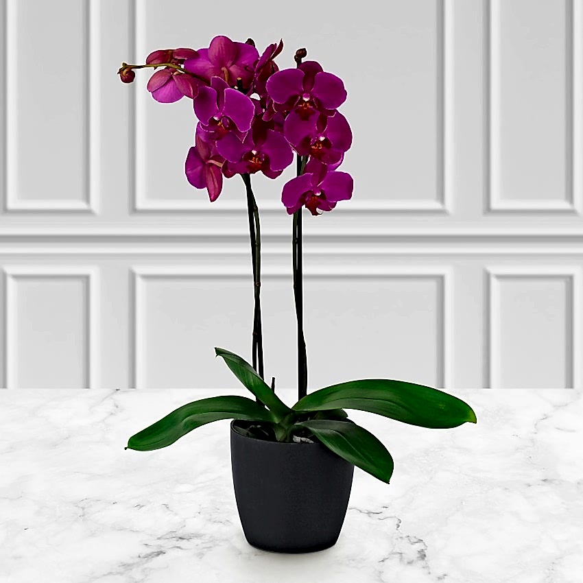 Pink Colorful double Orchid - Congratulations Flowers
