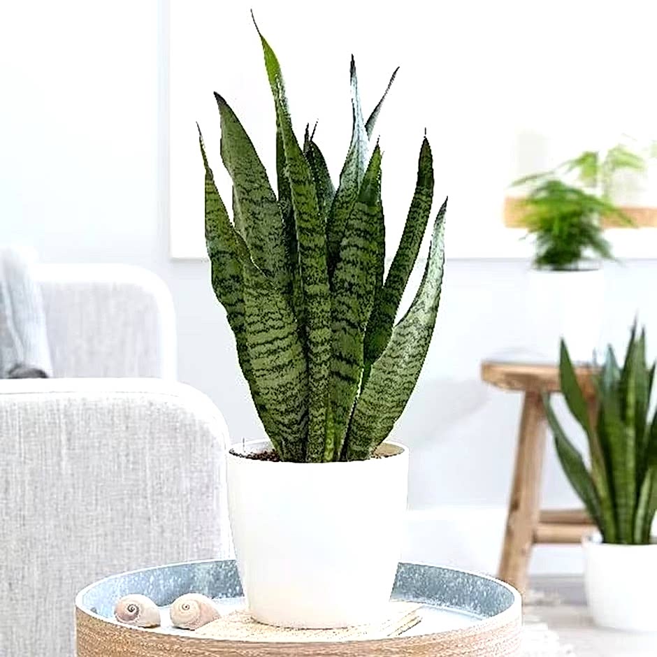 Sansevieria Laurentii Plant - Plants