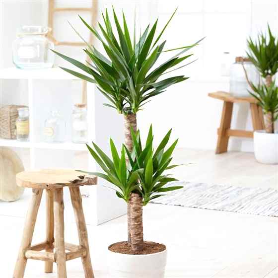 2 Stem Yucca Plant - Congratulations Flowers
