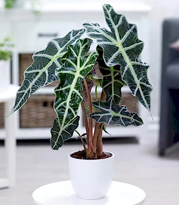 Alocasia Polly Plant - Congratulations Flowers