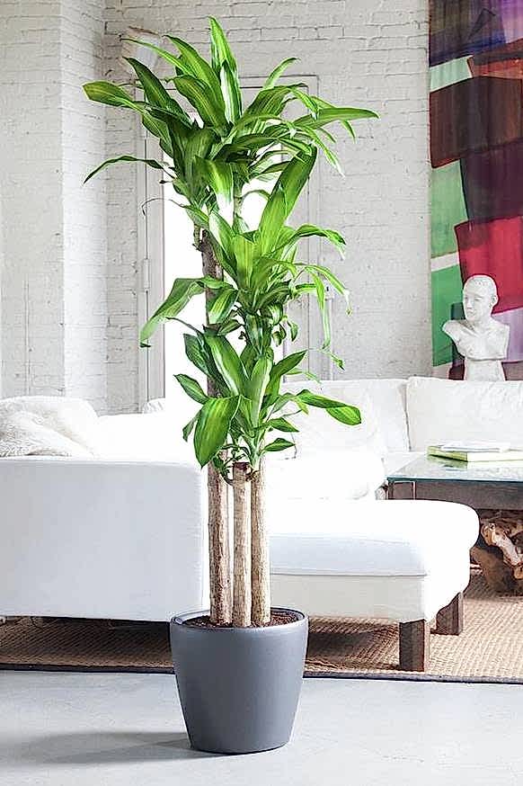 Dracaena Massangeana 3 stem - Congratulations Flowers