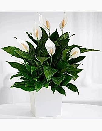 Peace Lily Plant - Congratulations Flowers