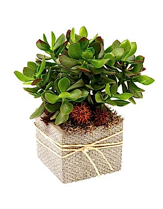 Sukkulenten Crassula - Plants