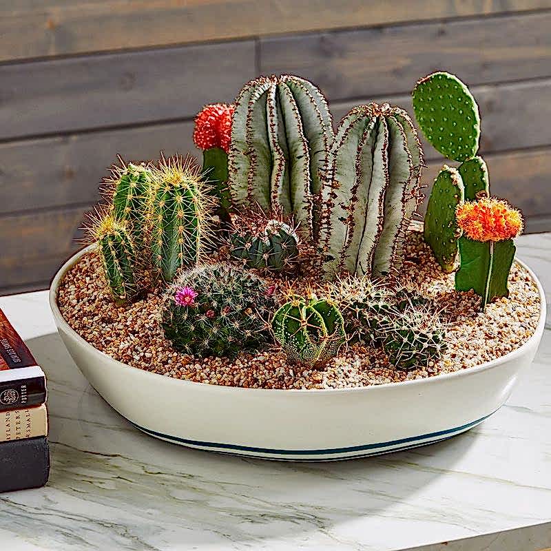 Cactus plant arrangement - Congratulations Flowers
