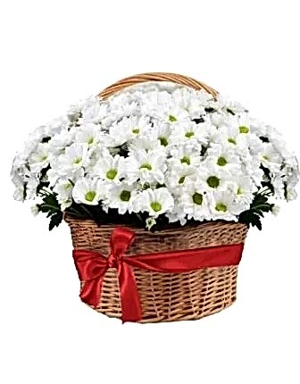 Composition basket Chrysanthemum daisy white Composition basket Chrysanthemum daisy white - Flower Baskets