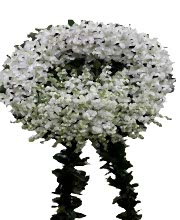 white Funeral flower - Funeral Flowers